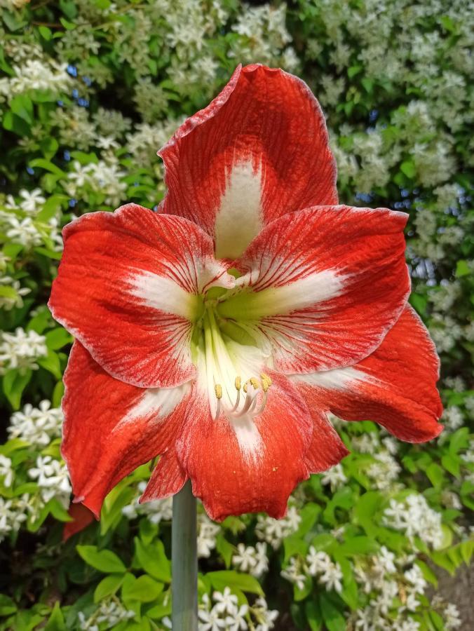 Amaryllis Case Vacanza Romito Magra Exterior foto